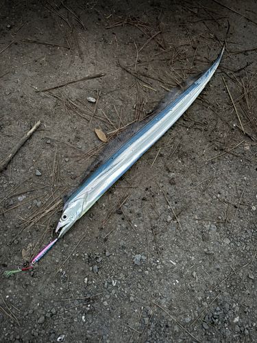 タチウオの釣果
