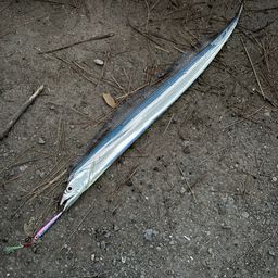 タチウオ