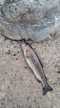 ニジマスの釣果