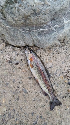 ニジマスの釣果