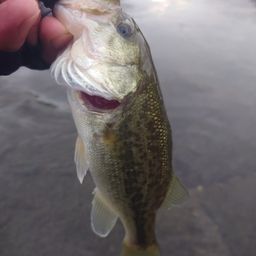 ラージマウスバス