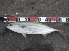 イナダの釣果