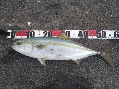 イナダの釣果