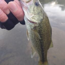 ラージマウスバス