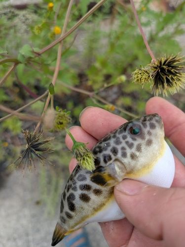 クサフグの釣果