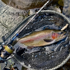 ニジマスの釣果