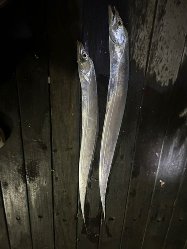 タチウオの釣果