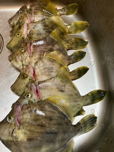 カワハギの釣果