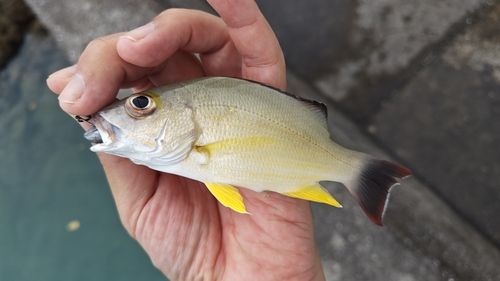 オキフエダイの釣果