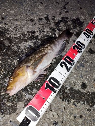 アイナメの釣果