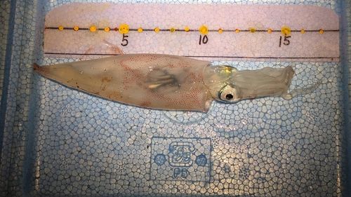 ヤリイカの釣果