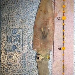 ヤリイカ
