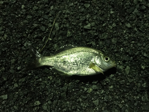 ウミタナゴの釣果