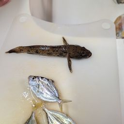 ウロハゼ