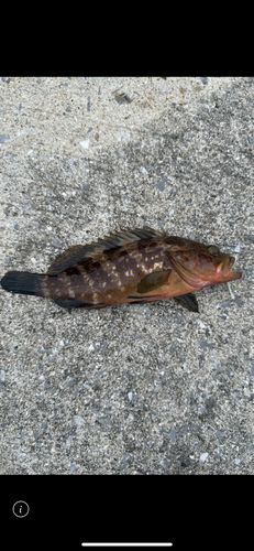キジハタの釣果