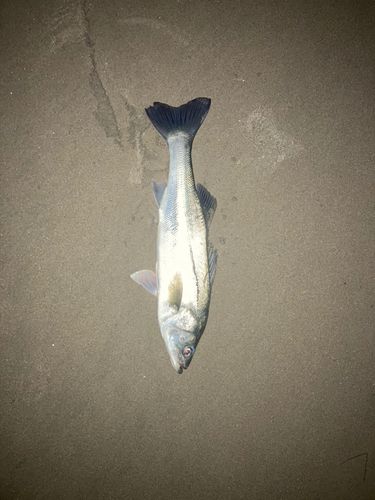 新舞子海岸（いわき）