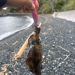 アオリイカ