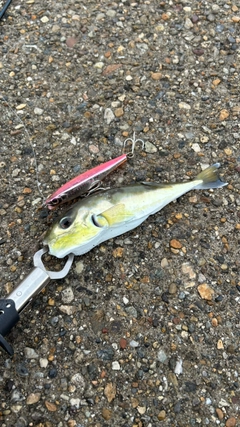シロサバフグの釣果