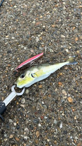 シロサバフグの釣果
