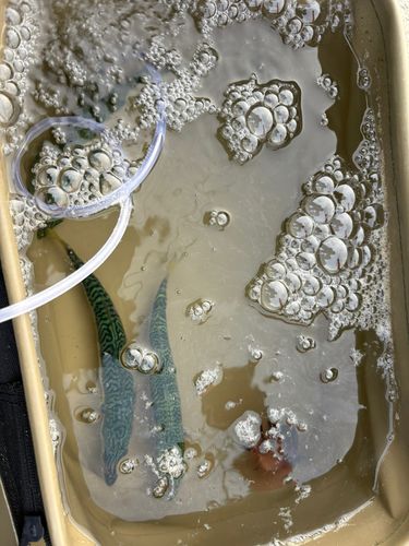 サバの釣果