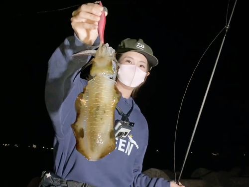 アオリイカの釣果