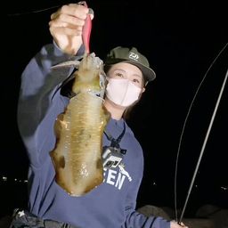 アオリイカ