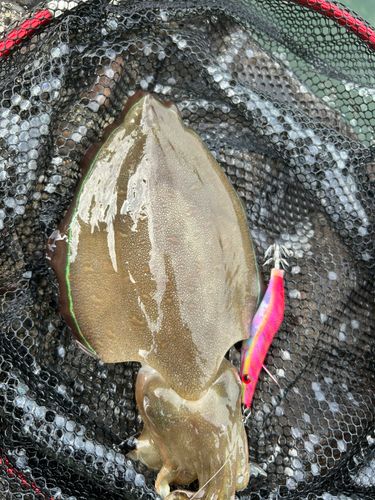 コウイカの釣果