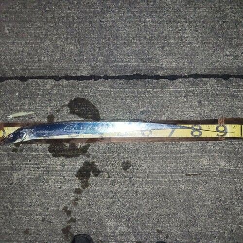 タチウオの釣果