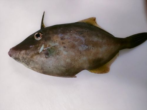 カワハギの釣果