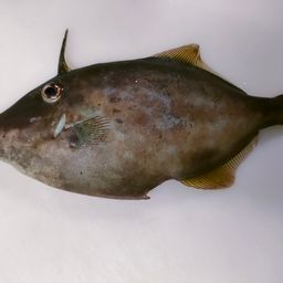 カワハギ