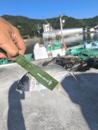 メッキの釣果