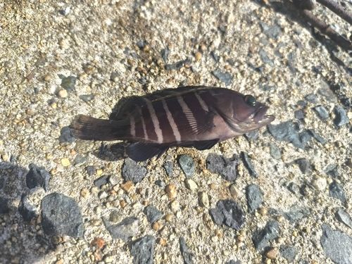 アオハタの釣果