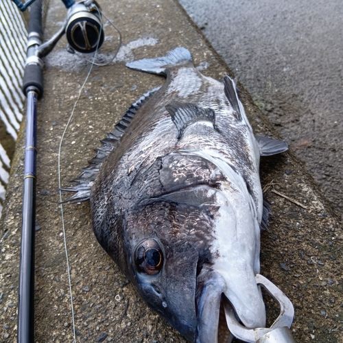 チヌの釣果