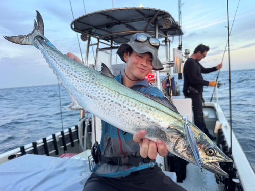 サワラの釣果