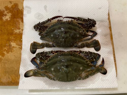 ワタリガニの釣果