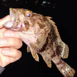 メバル