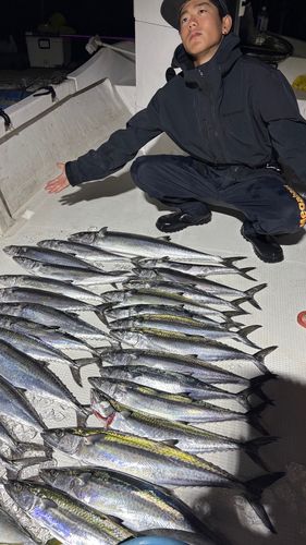 サワラの釣果
