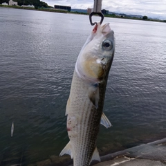 ボラの釣果