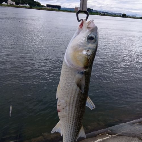 ボラの釣果