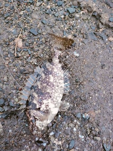アイゴの釣果