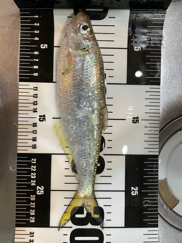 ヒラの釣果