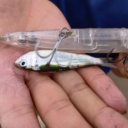 ママカリの釣果