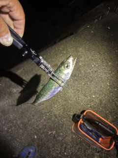 サバの釣果