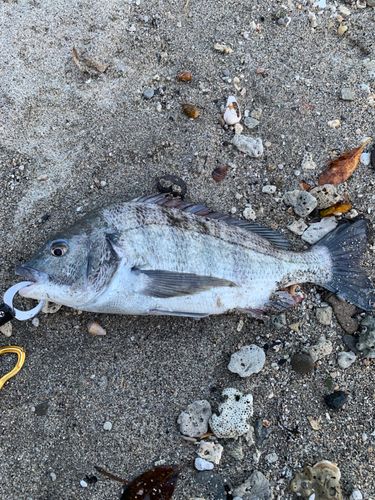 チヌの釣果