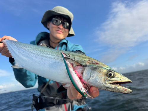サゴシの釣果