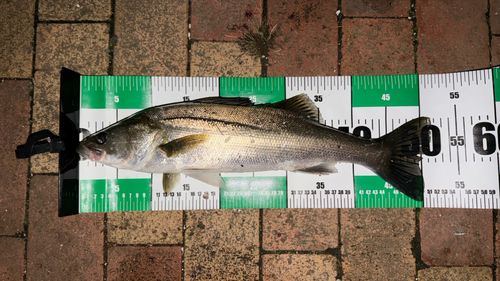 シーバスの釣果