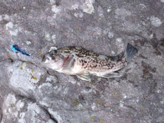 ソイの釣果