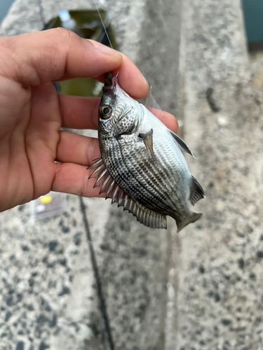 小名浜港市場前
