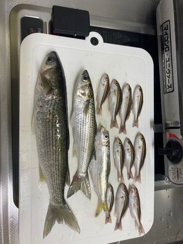 ボラの釣果