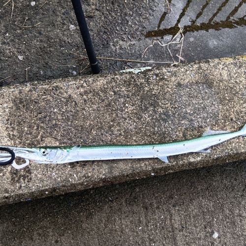 ダツの釣果